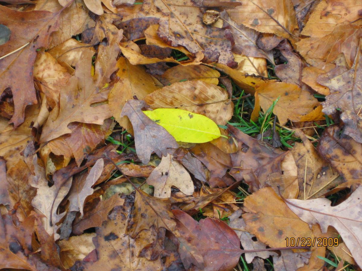 170- Yellow Leaf among dried ones.